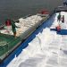 Nhà nhập khẩu sẽ tăng mua gạo vào cuối tháng Ba
