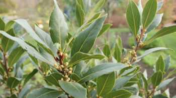 Một loại lá cây dân dã của Việt Nam bất ngờ được săn lùng với giá đắt đỏ: Xuất khẩu tăng hơn 1.700%, là cây quý hiếm ít quốc gia sở hữu