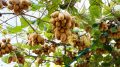Thực Phẩm Châu Âu: Tiêu Chuẩn Bền Vững Cho Một Tương Lai Khỏe Mạnh Hơn