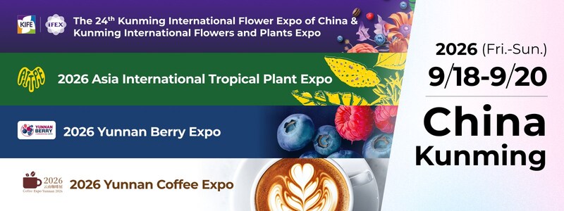 Xuất khẩu hoa của Vân Nam duy trì đà tăng trưởng mạnh mẽ trước thềm IFEX Kunming 2026